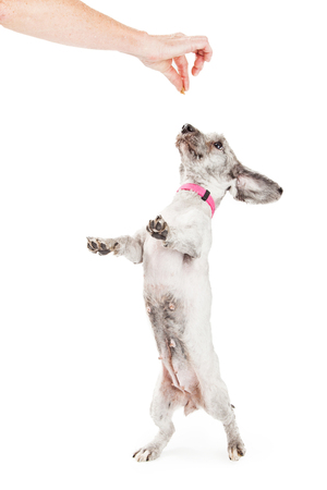 Small mixed breed dog standing on hind legs dancing and receiving a treat as a rewardの写真素材