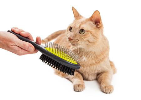 Adult cat being groomed with the hand of a person holding a brush in viewの写真素材