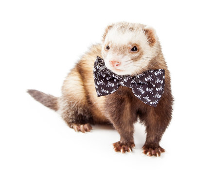 Adorable little pet ferret wearing skull and crossbones bow tieの写真素材