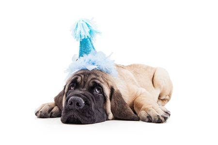 Funny photo of tired Mastiff puppy laying down on white background wearing blue birthday party hatの写真素材