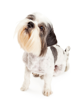 Cute little Lhasa Apso breed dog sitting and looking up with attention. Isolated on white.の写真素材
