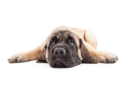 Cute Mastiff breed puppy laying flat with legs spread wide while rolling eyes upの写真素材