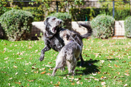 Two terrier dogs of different sizes play fighting in a green backyard