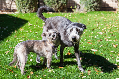 Little terrier dog snarling at big playful dog outside in backyard