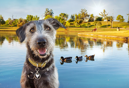 Happy and smiling dog in front of a lake with ducks at Kiwanis Park in Tempe, Arizona USA