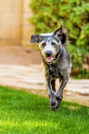 Happy terrier dog running in backyard with green grass and bushes