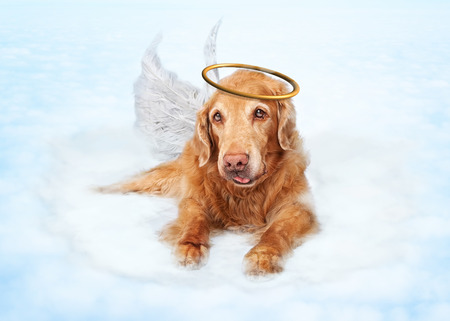 Old dog wearing angel wings and golden halo laying on clouds in heavenの写真素材