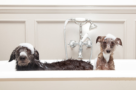 Two different size terrier dogs in tub with unhappy expressions and soap suds on heads.の販売画像