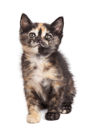 Cute little tortie breed kitten sitting down. Isolated on white.の写真素材