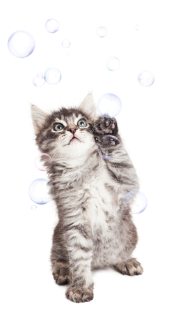 Cute kitten playing with floating soap bubblesの写真素材