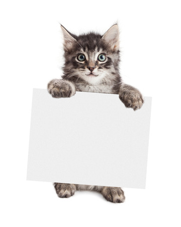 Happy kitten standing up holding a blank sign to enter your message ontoの写真素材