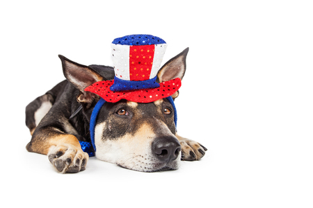 Dog laying flat wearing Red, white and blue American patriotic hatの写真素材