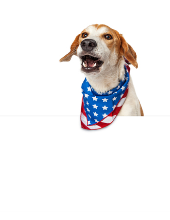 Funny photo of dog over white sign wearing American flag bandana with mouth open barkingの写真素材