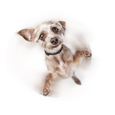 Cute little dog standing on hind legs with paws up. Intentional motion blur to imply he is spinning around.の写真素材