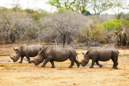 Row of three large rhinos walking through Kruger National Park, South Africaの写真素材
