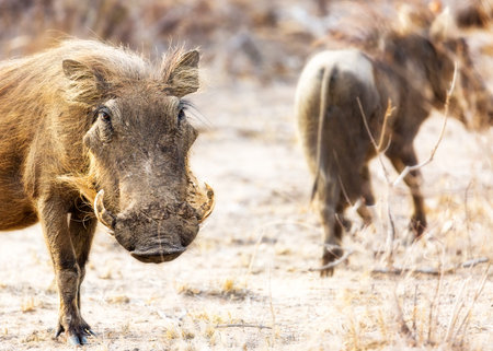 Closeup of a warthog looking into camera in Kruger National Park, South Africaの写真素材