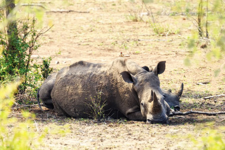 Large Rhinocerous lying down with her baby behind her in Kruger National Park, South Africaの写真素材