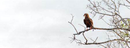 Bateleur eagle on tree branch in South Africa. Horizontal banner with room for text