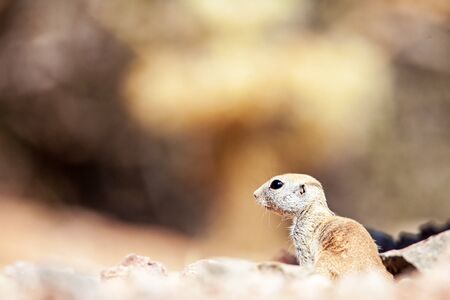 Baby gopher in dirt with room for text in blurred brown backgroundの写真素材