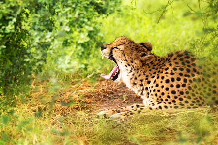 Cheetah lying in wood with green trees while yawningの写真素材