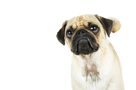 Pug dog with sad pouty expression looking up. White background with copy space.の写真素材