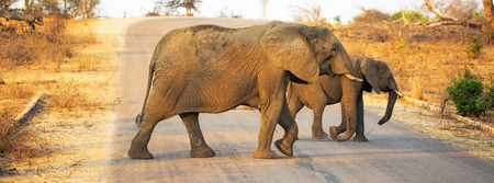 Mother and baby elephant crossing over road in Kruger National Park, South Africaの写真素材