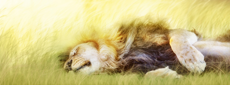 Lion lying down in tall grass to sleepの写真素材