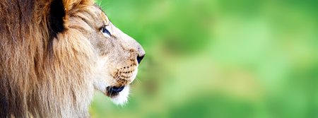 Closeup profile of lion with room for text in blurred green nature background. Horizontal website header or advertisement bannerの写真素材
