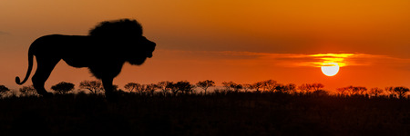 African sunset with lion silhouette - Horizontal website bannerの写真素材