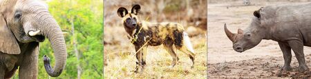 Composite of endangered wild animal species in South Africa including elephant, wild dog and rhinocerosの写真素材
