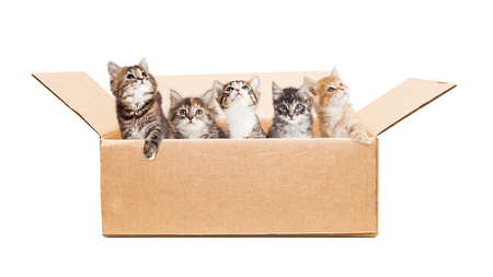 Litter of cute baby kittens in a cardboard boxの写真素材
