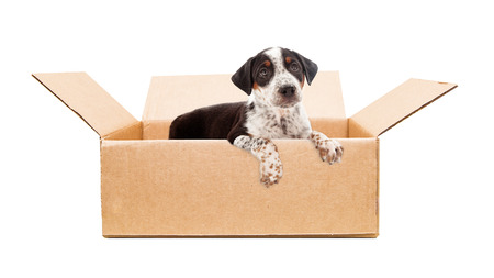 Cute rescue mixed breed puppy with sad expression in cardboard box and paws hanging over sideの写真素材