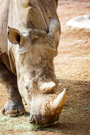 PHOENIX, ARIZONA, USA - March 23, 2017: The Phoenix Zoo welcomes a new 20-year-old female white rhinoceros named LouLou that was transferred from the San Diego Zoo Safari Park.のeditorial素材