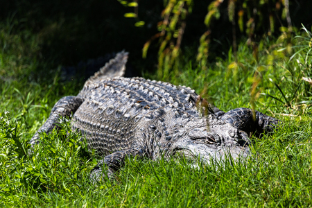 American alligator crawling in tall green grassの写真素材