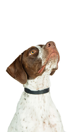 Vertical orientation banner of dog looking up into blank copy spaceの写真素材