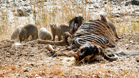Group of banded mongoose eating from the carcass of a dead wildebeest in the Masai Mara in Kenya, Africaの写真素材