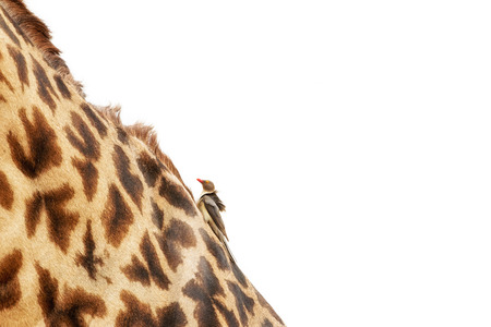 Oxpecker bird sitting on the neck of a Masai giraffe in Kenya, Africa. Isolated on white.の写真素材