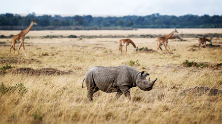 Critically endangered black rhinoceros walking in the grasslands of Kenya, Africa with Masai giraffe in the backgroundの写真素材