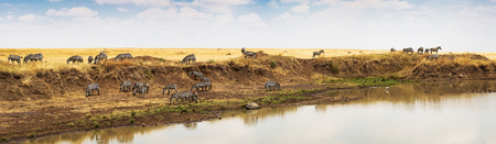 Panoramic photo of a herd of buffalo grazing on grass along the bank of the Mara river in Kenya, Africa.の写真素材
