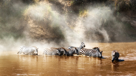 Grevy's zebra drinking in the Mara river in Kenya Africa during migration season with dust rising in the backgroundの写真素材