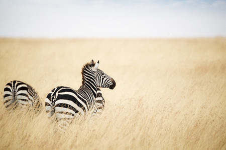 Zebra looking out over tall grass field in Kenya, Africaの写真素材