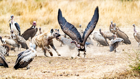 Group of scavengers fighting for a zebra carcass in Kenya, Africa. Hyena is chasing a vulture with wings spread wideの写真素材