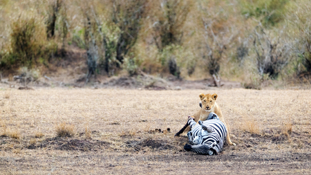 A lioness taking down a zebra in an open plain of the Masai Mara in Kenya, Africaの写真素材