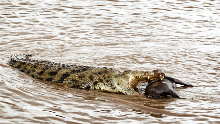 Nile crocodile with mouth open and teeth showing while eating a dead animal in the Mara River in Kenya, Africaの写真素材