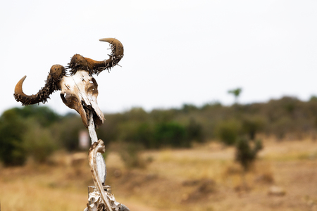 Old Cape Buffalo skull hanging on a fence post in Kenya, Africa with copy space in blurred open field backgroundの写真素材