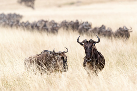 Wildebeest standing in tall oat grass field in the Masai Mara in Kenya, Africa with a herd crossing in the backgroundの写真素材