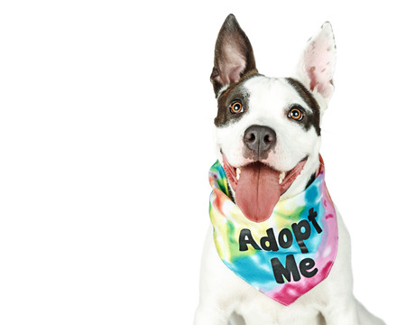 Bull Terrier crossbreed dog with happy expression wearing Adopt Me tie-dye bandana