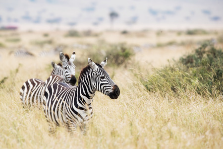 Zebra in grassland plains of Kenya, Africa looking to the side with copy spaceの写真素材