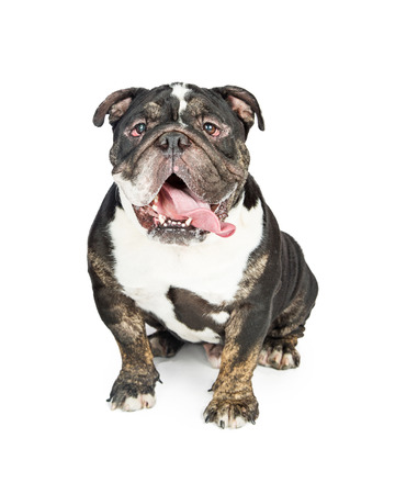 Black and brown color Bulldog breed dog sitting on white with tongue hanging outの写真素材
