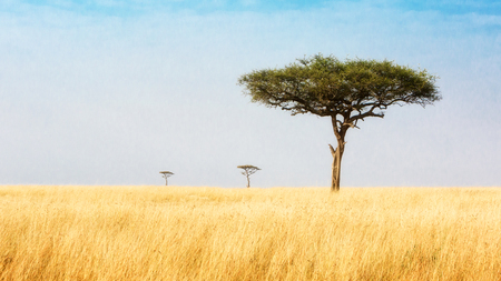 Three Acacia trees leading off into the distance in a wide open field in the plains of Kenya, Africaの写真素材